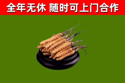 柳州市回收冬虫夏草