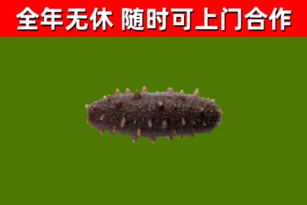 柳州市回收海参干